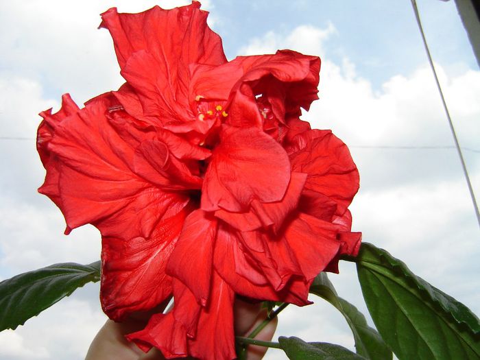 DSC01830 - hibiscus