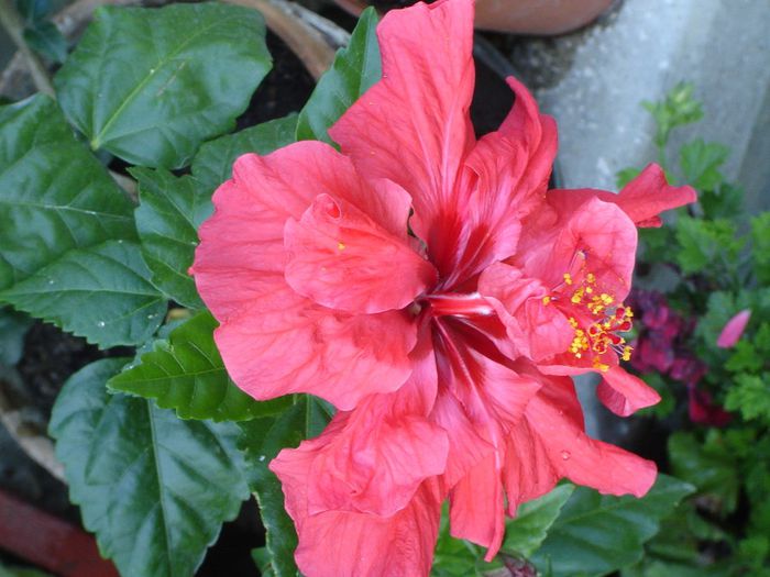 DSC03100 - hibiscus