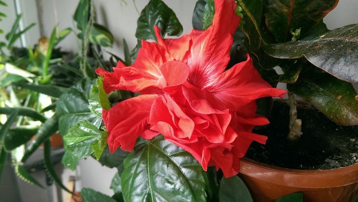 IMAG0059 - hibiscus