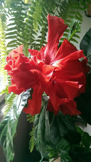 IMAG0060 - hibiscus