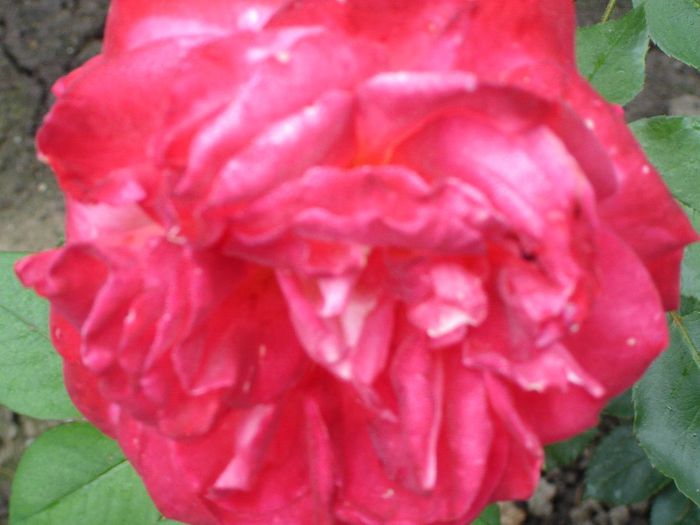 DSC02048 - trandafiri