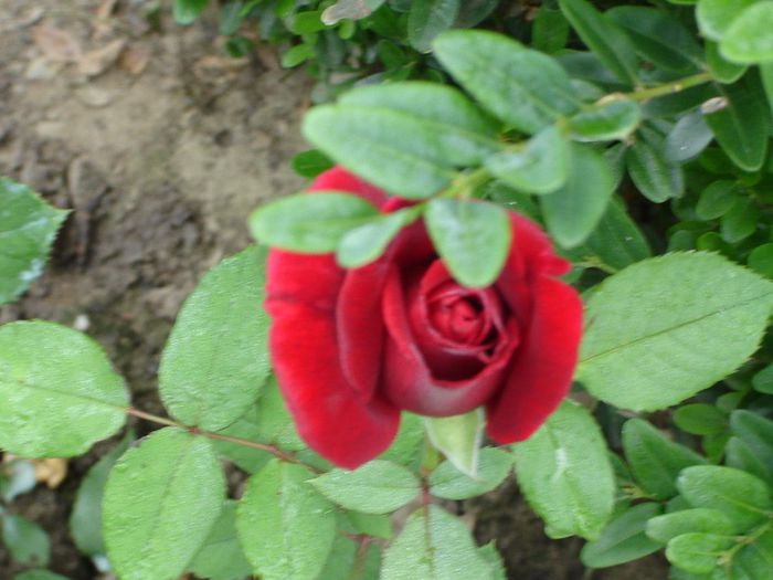DSC02051 - trandafiri