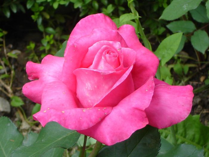 DSC03042 - trandafiri