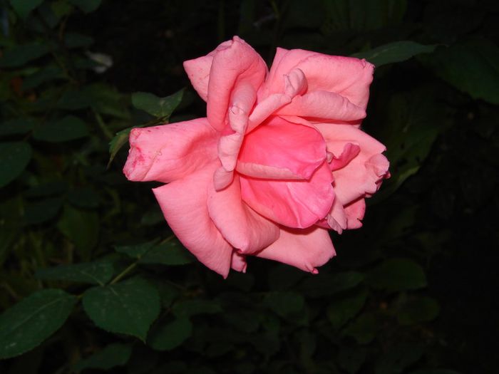 DSC03076 - trandafiri