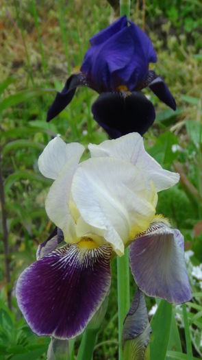 DSC00962 - g-irisi2014