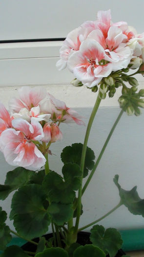 Pelargonium Orange Glitter - MAI 2014