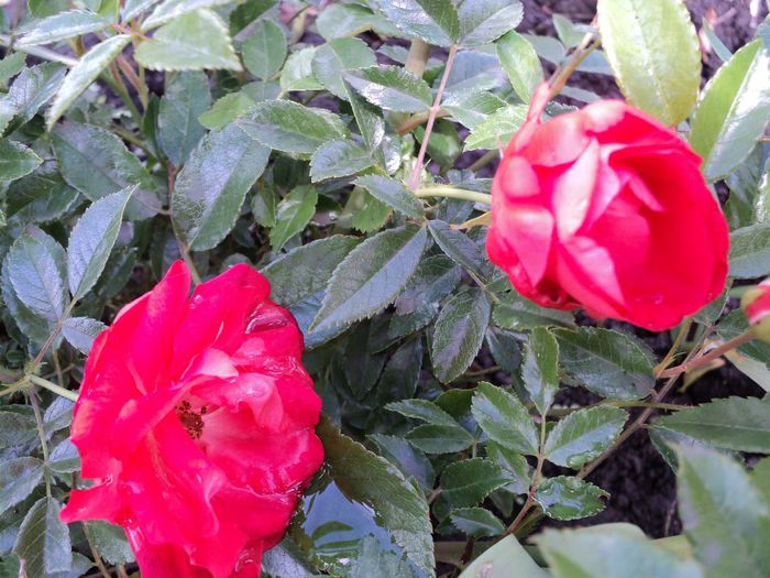 DSC04407 - 05-trandafirii mei