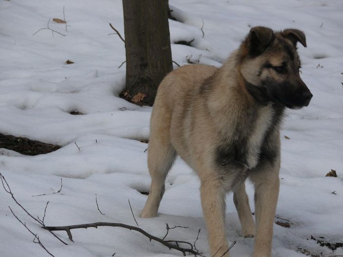 Lora - TOMITZA_LUPU_LORA_DOLLY_MITZI