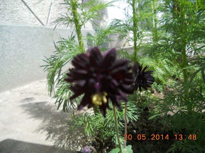 Aquilegia Black Barlow
