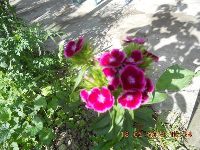 DSCN2787