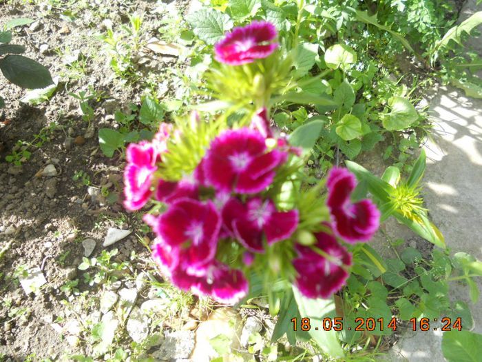 DSCN2786