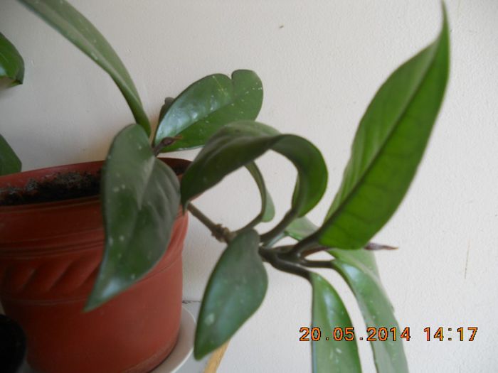 DSCN2824 - plante de interior