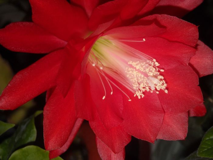 O dorinta implinita cu multe multumiri !