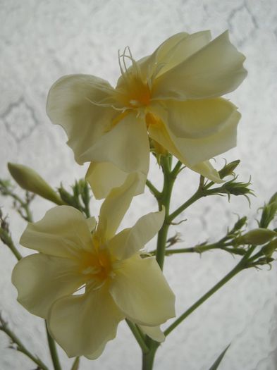 Un zambet drag si parfumat ! Oasis