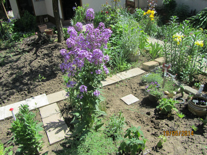 Hesperis matronalis - Flori de gradina-2014 Primavara