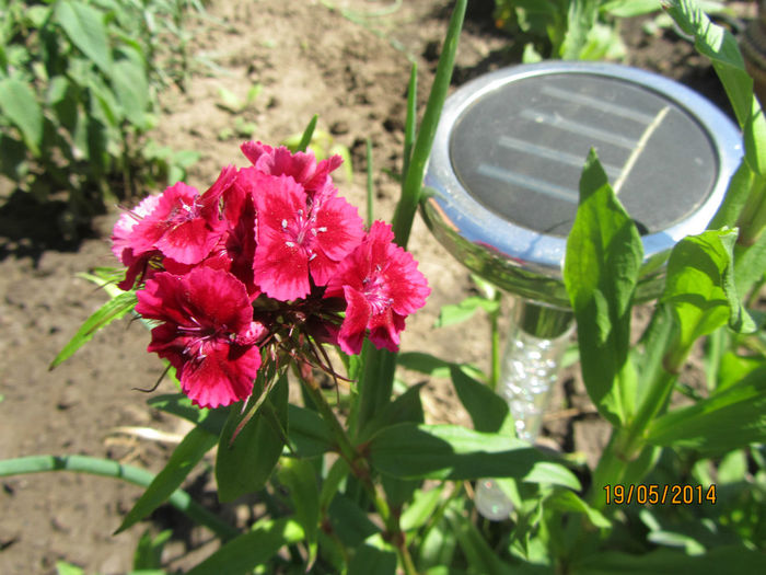 IMG_2742 - Flori de gradina-2014 Primavara