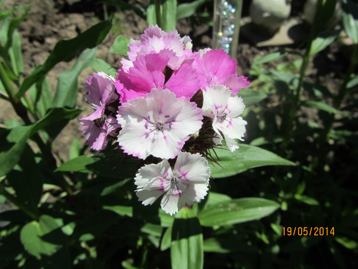 IMG_2743 - Flori de gradina-2014 Primavara