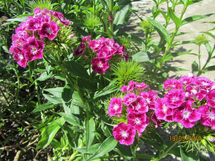 IMG_2745 - Flori de gradina-2014 Primavara