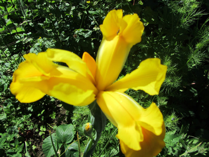 IMG_2769 - Flori de gradina-2014 Primavara
