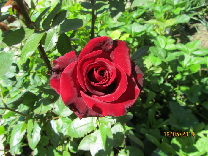 IMG_2748 - Flori de gradina-2014 Primavara