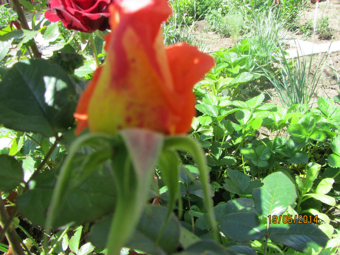 IMG_2750 - Flori de gradina-2014 Primavara