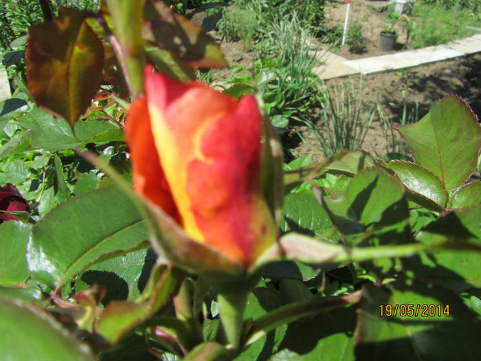 IMG_2751 - Flori de gradina-2014 Primavara