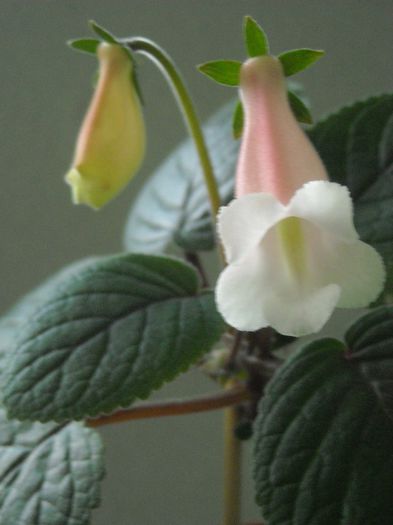 Asa arata in interior - 0 Zambetul florilor