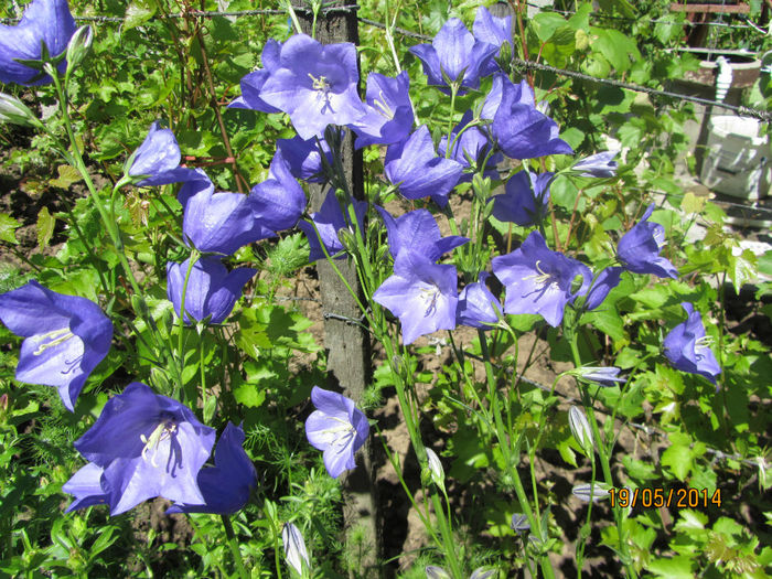 Clopotei - Flori de gradina-2014 Primavara