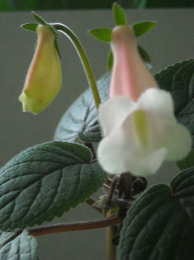  - 0 Zambetul florilor