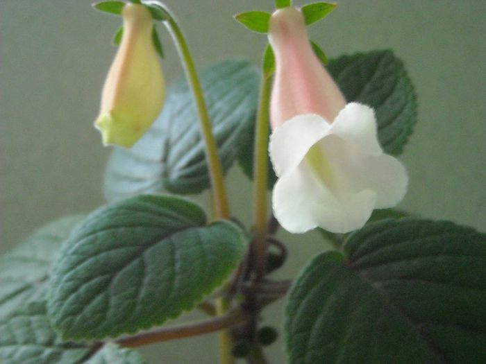  - 0 Zambetul florilor