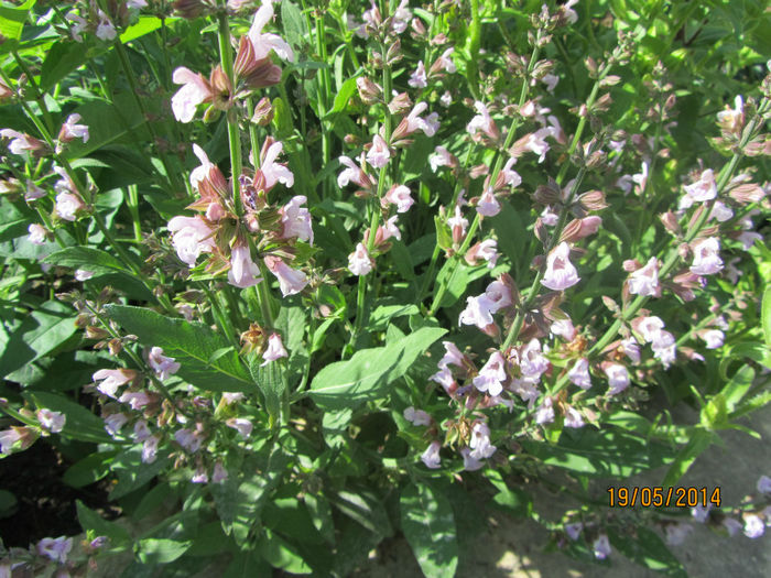 Salvie inflorita - Flori de gradina-2014 Primavara