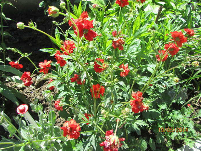 Geum Coccineum Chiloense - Flori de gradina-2014 Primavara