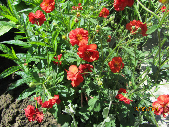 AVENE - Flori de gradina-2014 Primavara