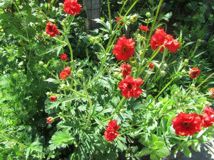 Geum Coccineum Chiloense - Flori de gradina-2014 Primavara
