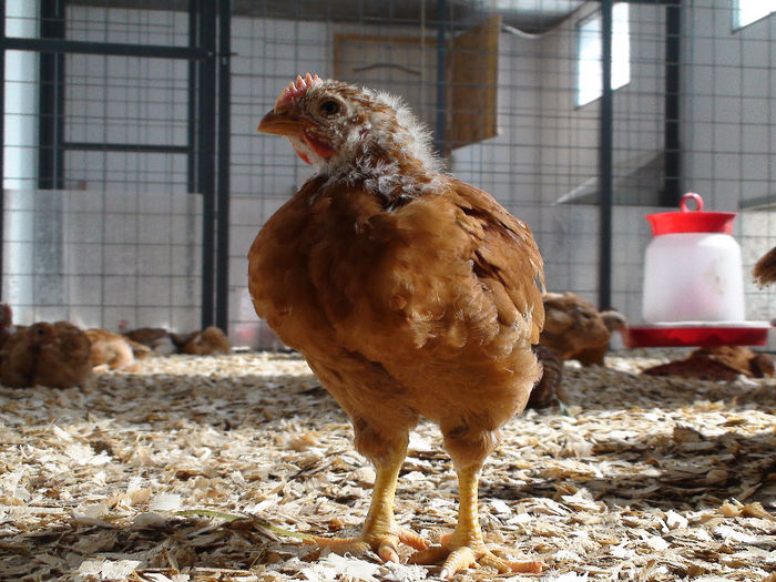 30 zile-0,985kg - 3 - KABIR 2014 19-04