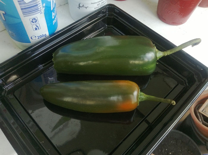 WP_20140520_001 - Jalapeno