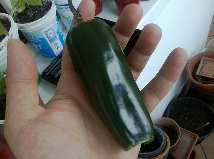 WP_20140520_002 - Jalapeno