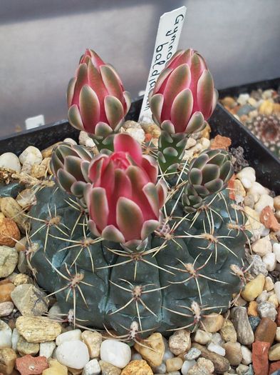 Gymnocalycium baldianum - Gymnocalycium baldianum