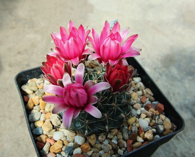 Gymnocalycium baldianum