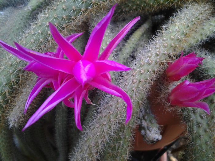 disocactus flagelliformis