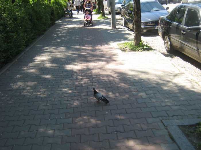 orasul Bistrita 079
