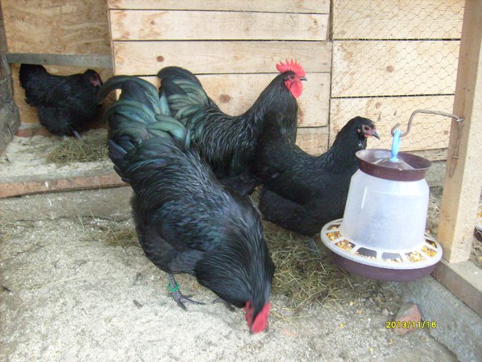 S7309096 - Australorp Negru