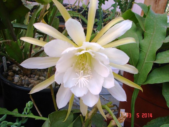 DSC06872 - 2014 Mai
