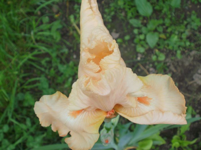 ` Edward of Windsor ` - Iris