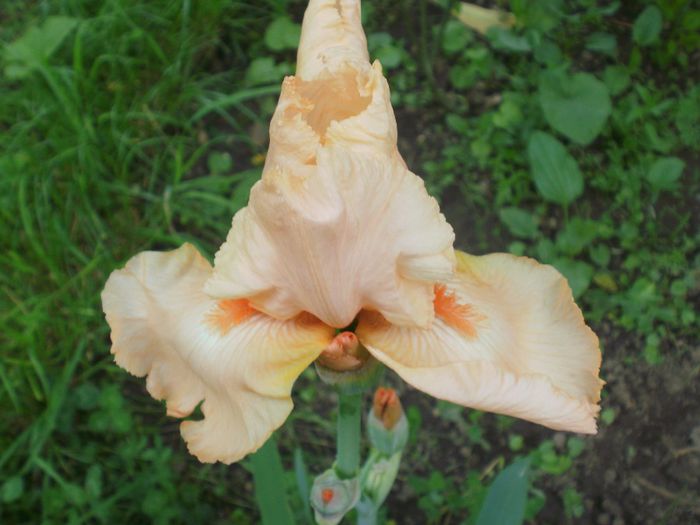 ` Edward of Windsor ` - Iris