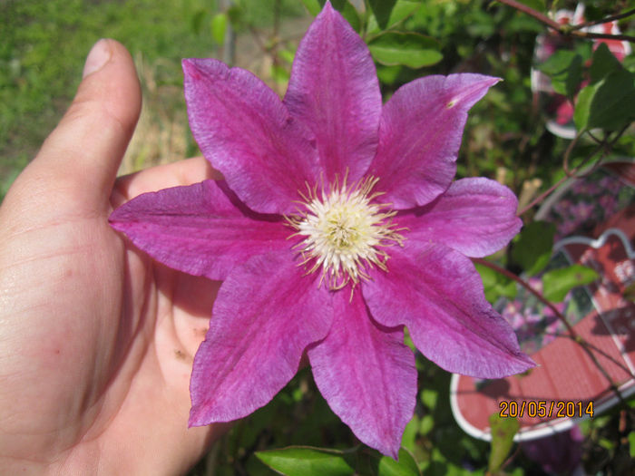 Red Pearl - Clematite