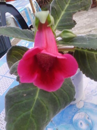 incrucisare dintre slipper siclam si tigrina red - gloxinia 2014