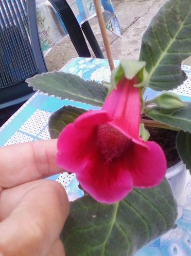 din hibrizi de la isimona multunesc - gloxinia 2014