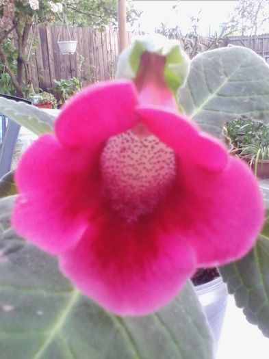 IMG_20140520_200649 - gloxinia 2014