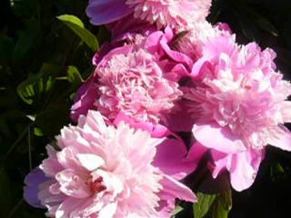 P1210637 - Gradina 2014 II